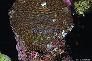 Galaxea fascicularis corail gazon-Safaga Tobia harba-4m-20171121-Denis-ADER-DSC_3380_tn